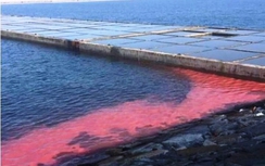 Dải nước đỏ ở biển Hà Tĩnh là do 1 loại tảo biển