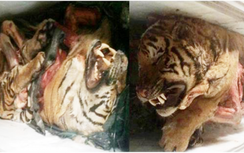 Phát hiện 5 cá thể hổ vằn trong nhà dân ở Nghệ An