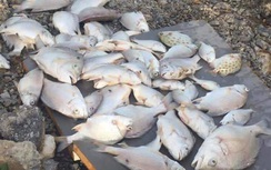 Cá chết nổi trắng sông ở Nghệ An: Chính quyền địa phương nói gì?