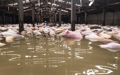Lợn chết ngập trong lũ ở Thanh Hóa lên đến 6.000 con