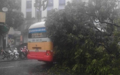 Tin bão số 3 mới nhất: Cây đè xe buýt, 5 người thoát chết
