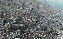 Lý giải khoa học từ Mỹ về hiện tượng cá chết hàng loạt