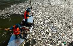 Bốn nguyên nhân cá chết hàng loạt ở Hà Nội