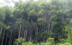 Yêu cầu làm rõ thông tin chặt phá rừng phòng hộ ở Vĩnh Phúc