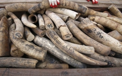 Hà Nội tịch thu 350kg ngà voi châu Phi vô chủ