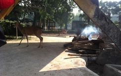 Vườn thú Hà Nội: Sưởi ấm cho thú để đón Tết