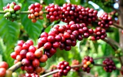 Xuất khẩu cà phê giảm 41,4%