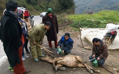 Gia súc chết rét tăng lên gần 8.000 con