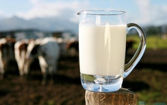 Doanh nghiệp sữa lãi lớn