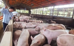 Thịt lợn 24.000 đồng/kg hơi vẫn ế, giá vàng tăng chóng mặt