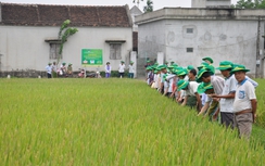 Phân bón Phú Mỹ cùng bà con chuẩn bị cho vụ Hè Thu