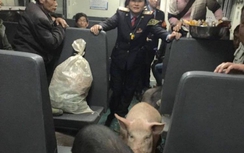 Nông dân Trung Quốc đưa cả đàn lợn lên tàu ra chợ Tết