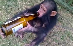 Video chú khỉ "ăn vạ" để được uống bia