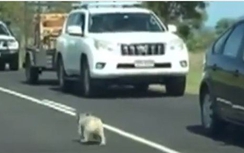 Loạt xe dừng giữa cao tốc nhường chú koala đi lạc qua đường