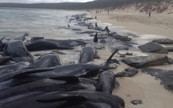 Kỷ lục trong 26 năm:Gần 150 cá voi mắc cạn, chết dọc biển Australia