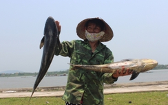 Thanh Hóa: Cá chết hàng loạt ở cửa sông đổ ra biển