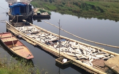 Vụ cá chết trên Sông Bưởi: Chờ sông tự sạch?