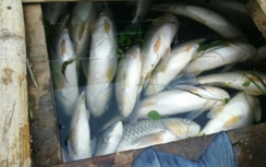 Hàng tấn cá nuôi trên sông Bưởi tiếp tục chết bất thường