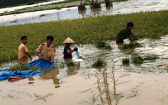 CSGT lội ruộng, ngâm mình cứu lúa trong nước lũ