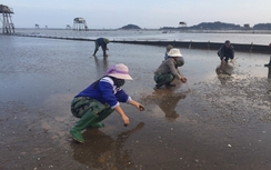 Tạm dừng hoạt động cơ sở đổ chất thải xuống biển tại Thanh Hoá
