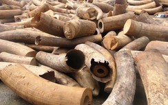 Bắt xe tải buôn lậu "khủng" chở hơn 2,7 tấn ngà voi