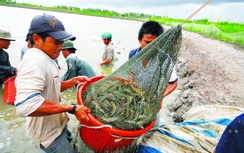 Việt Nam không bán phá giá tôm vào Mỹ