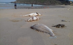 Cá chết hàng loạt tại biển miền Trung: Yêu cầu báo cáo Thủ tướng