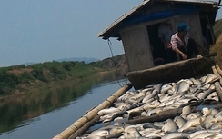 Cá chết sông Bưởi: Xử phạt 3 cơ sở gần 4 tỷ đồng