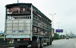 Ồ ạt xuất khẩu lợn sang Trung Quốc, coi chừng "ôm hận"