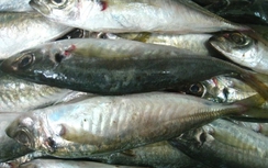 Chất cực độc phát hiện trong cá nục tại Quảng Trị có từ đâu?