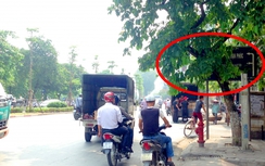 Căng mắt biển báo giao thông "nấp" lá ở Hà Nội