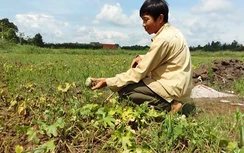 Bảo hiểm nông nghiệp sẽ được triển khai từ 2018