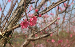 Nhà vườn Nhật Tân “ép” đào ra hoa để "chiều" khách chơi
