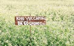 Vườn cải bị du khách "tàn phá", dân Đà Lạt bỏ việc canh vườn