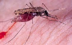 Bệnh teo não Zika lây qua muỗi "dòm ngó" Việt Nam