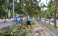 Hôm nay, Hà Nội giải tỏa xong cây đổ sau bão