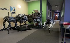 Choáng váng màn thể hiện của chó robot BigDog