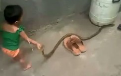 Sốc cảnh bé gái chơi đùa với rắn độc như bạn thân