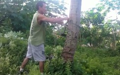 Phát minh độc khiến ai cũng có thể leo cây dừa