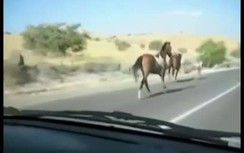 Kinh hoàng ngựa đâm thẳng vào xe ô tô