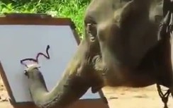 Clip: Ngỡ ngàng chú voi dùng vòi vẽ tranh như họa sỹ