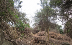 Đình chỉ 5 cán bộ kiểm lâm liên quan vụ phá rừng Sơn Trà