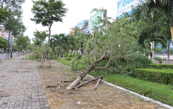 Không hứng bão, hàng loạt cây xanh ở Đà Nẵng vẫn đổ gục