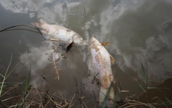 Vi khuẩn kí sinh làm cá chết trên sông Bàn Thạch