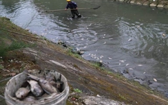 Đà Nẵng: Kênh ô nhiễm, cá chết hàng loạt
