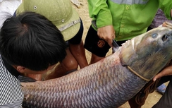 Thái Nguyên: Bắt được cá trắm "khủng" nặng 52kg