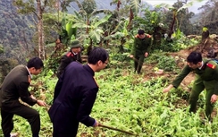 Lào Cai: Phát hiện vườn cây thuốc phiện rộng 400m2