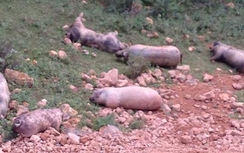 Lào Cai: Lợn chết vứt ngổn ngang ven đường