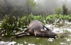 Lào Cai: Hàng chục con trâu bò bị chết do rét đậm, rét hại
