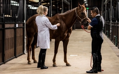 Những “bảo mã” tiền tỷ tại Học viện cưỡi ngựa Hoàng Gia được chăm chút đặc biệt ra sao?